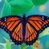 Beautiful Orange Butterfly paint by numbres