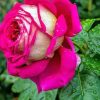 Beautiful Pink Roses paint by numbers