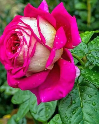 Beautiful Pink Roses paint by numbers