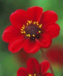 Beautiful Red Flower paint by numbers