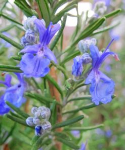 Beautiful Rosemary Paint By Numbers