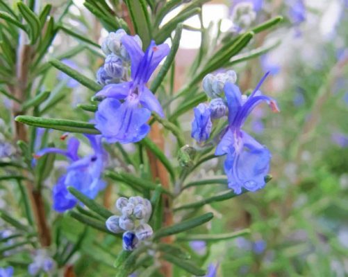 Beautiful Rosemary Paint By Numbers