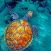 Beautiful Sea Turtle paint by numbers