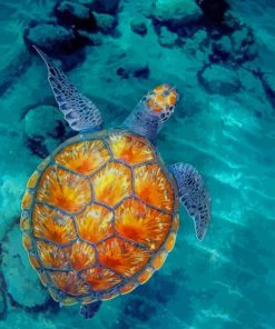 Beautiful Sea Turtle paint by numbers