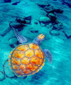 Beautiful Sea Turtle paint by numbers