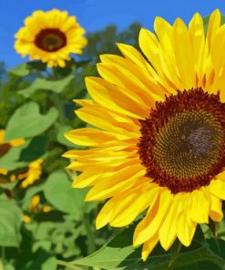 Beautiful Sunflowers paint by numbers