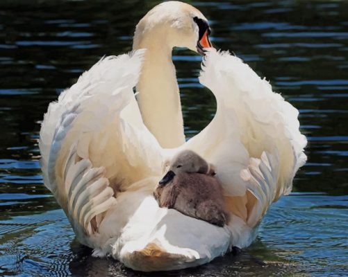 Beautiful Swans paint by number