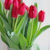 Beautiful Vase With Red Tulip paint by numbers