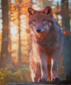 Beautiful Wolf paint by numbers