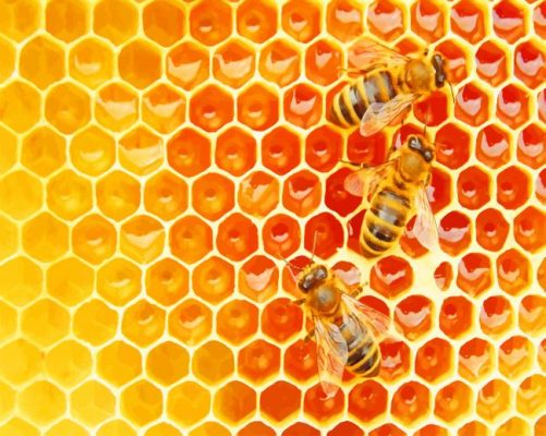 Bees in The Hive paint by numbers