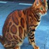 Bengal Cat With Green Eyes paint by numbers