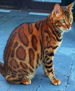 Bengal Cat With Green Eyes paint by numbers