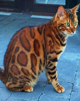 Bengal Cat With Green Eyes paint by numbers