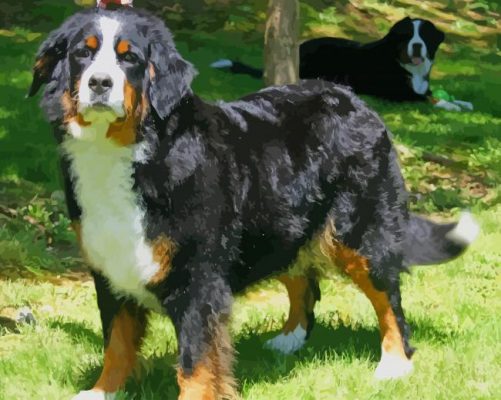 Bernese Mountain Dog paint by numbers