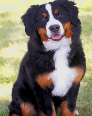 bernese mountain dog paint by numbers
