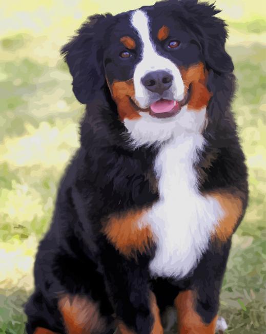 bernese mountain dog paint by numbers