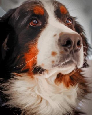 Bernese Mountain Dog Portrait paint by numbers