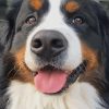 Bernese Mountain Dog paint by numbers