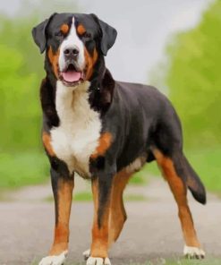 Bernese Mountain Greater Swiss Dog paint by numbers