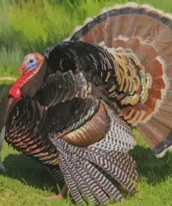 Big Turkey Bird paint by numbers