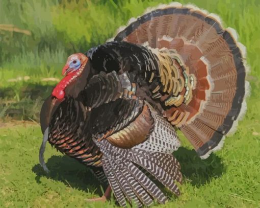 Big Turkey Bird paint by numbers