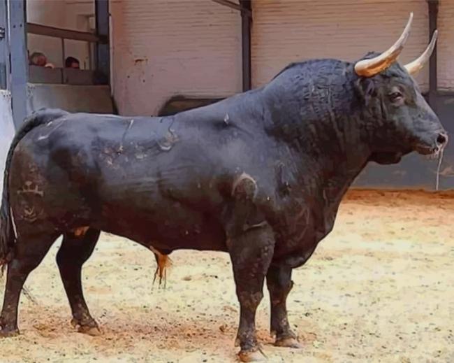 Black Bull Animal paint by numbers