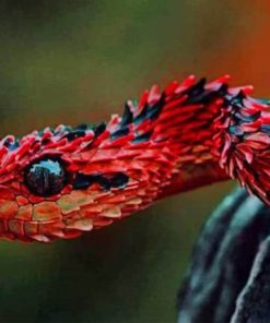 Black and Red Snake paint by numbers