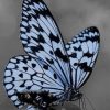 Black And White Butterfly paint by numbers