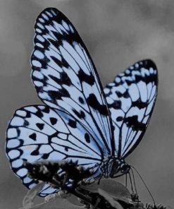 Black And White Butterfly paint by numbers