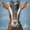 Black And White Goat paint by numbers