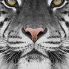 black and white tiger photography paint by number