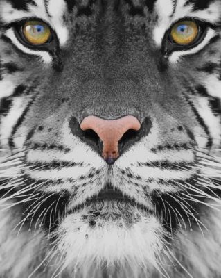 black and white tiger photography paint by number