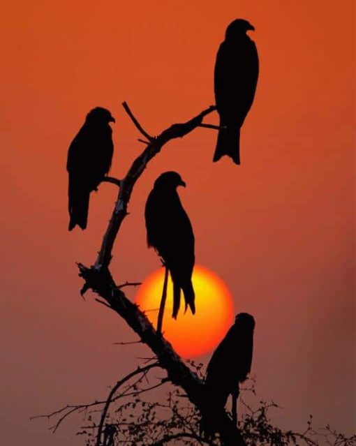 Black Birds At Sunset paint by numbers