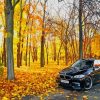 Black Bmw In Forest paint by number