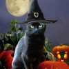 Black Cat Halloween paint by numbers