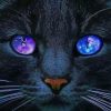 Black Cat With Space Eyes paint by number