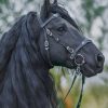 Black Horse paint by numbers