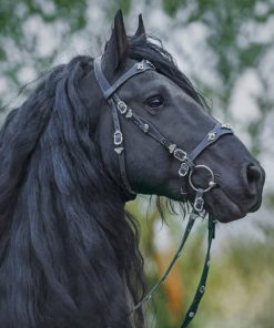 Black Horse paint by numbers