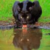 Black Panther in karnataka paint by numbers