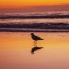 black plover in sea paint by number