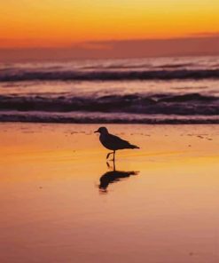 black plover in sea paint by number