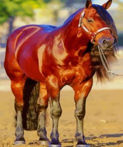 Blood Bay Quarter Horse paint by numbers