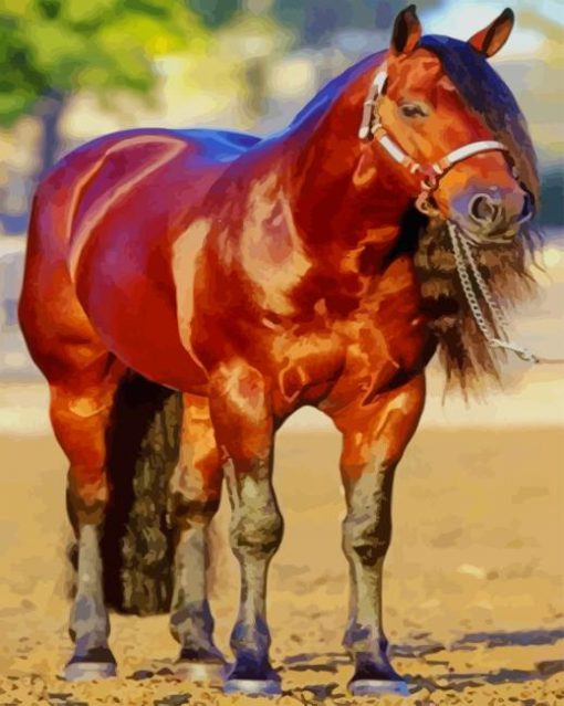 Blood Bay Quarter Horse paint by numbers