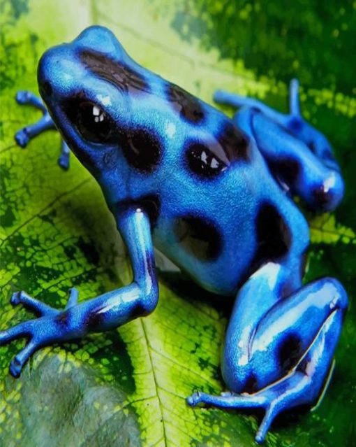 Blue And Black Poison Dart Frog paint by numbers