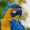 Blue And Yellow Macaw paint by numbers