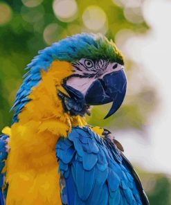 Blue And Yellow Macaw paint by numbers