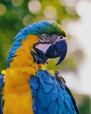 Blue And Yellow Macaw paint by numbers