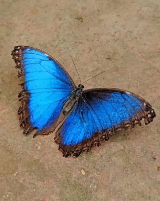 Blue And Black Butterfly painting by numbers