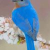 Blue Bird paint by numbers