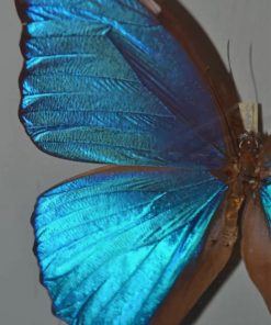 blue butterfly paint by numbers